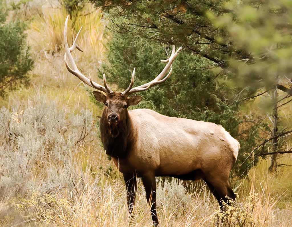 Elk Hunting 60+ Species Available for Hunt in Texas OX Ranch