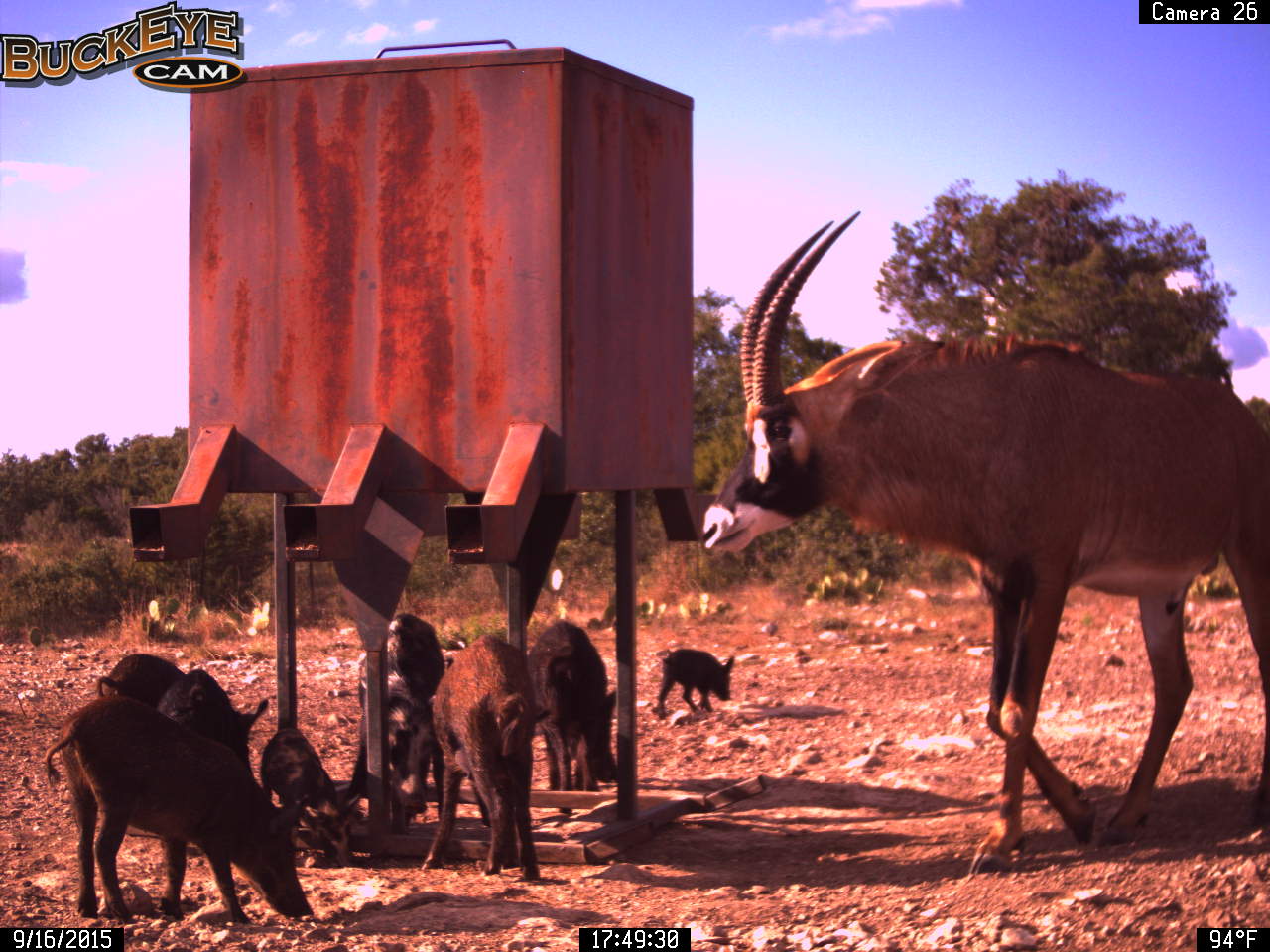 Live Game Hunting Cameras Ox Ranch