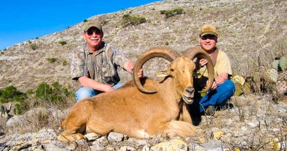 aoudad hunting