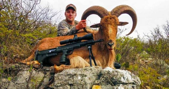 aoudad sheep hunting