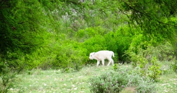 baby white buffalo