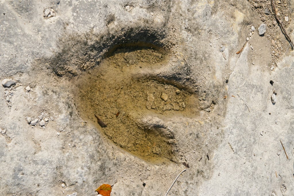dinosaur tracks for sale