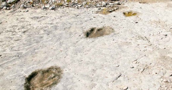 trex tracks in riverbed