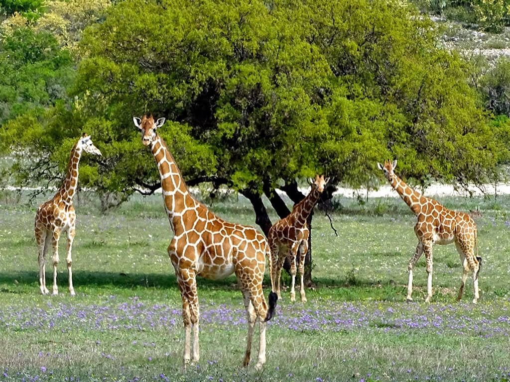 ox safari texas