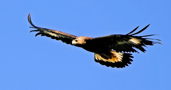 Golden eagle flying