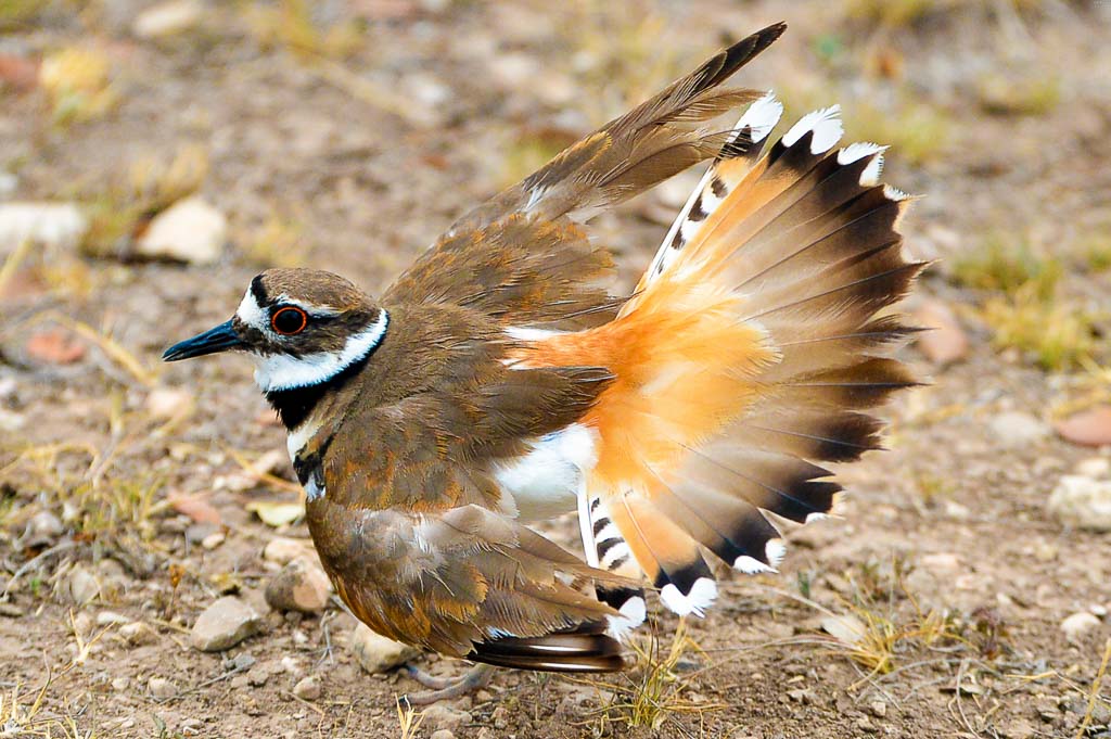 killdeer OX Ranch