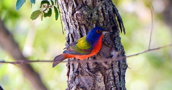 painted bunting