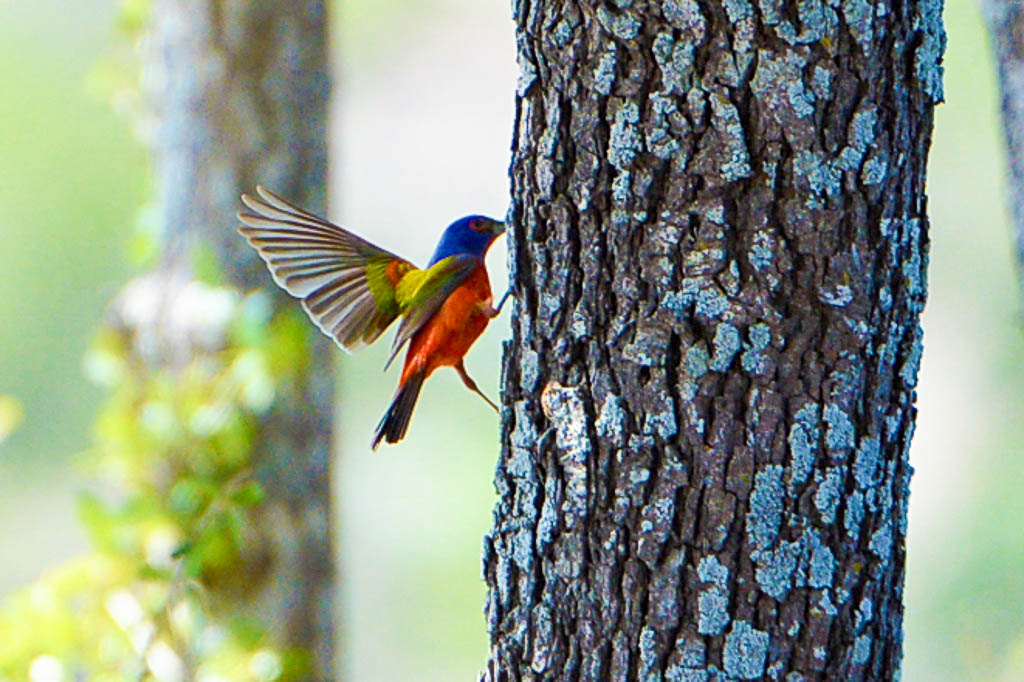 paintedbuntingflying OX Ranch