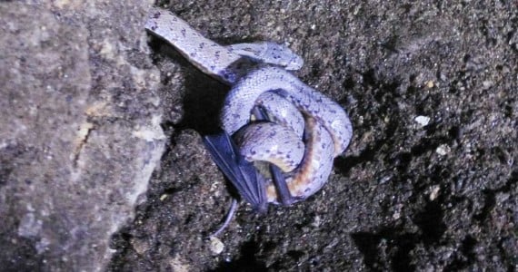 snake eating a bat