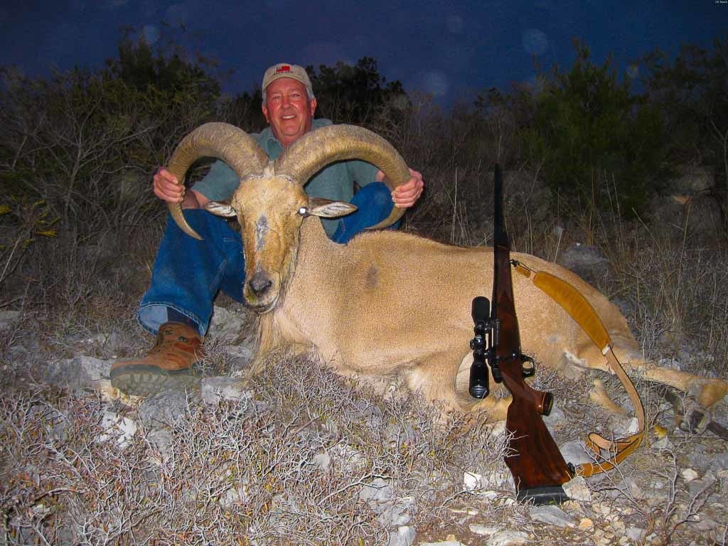 Aoudad Hunting 60+ Species Available for Hunt OX Ranch