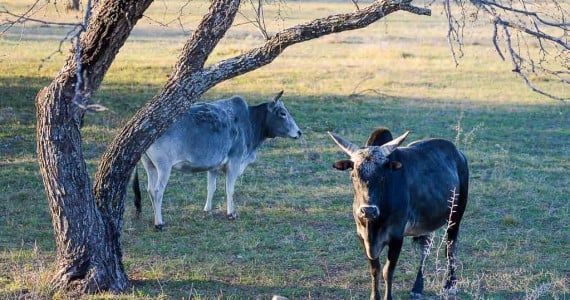 Texas Zebu hunts