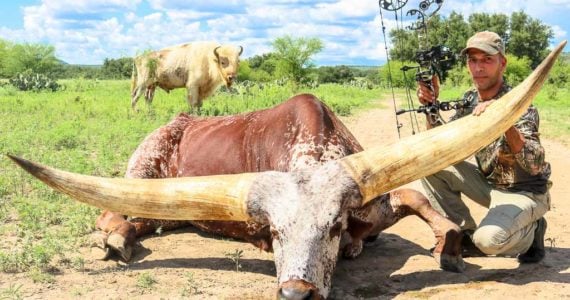 watusi bow hunting