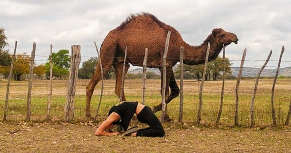 yoga camel pose next to camel