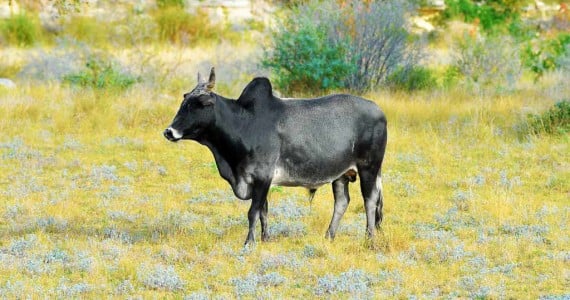 Zebu hunting