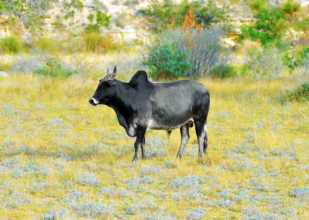 zebu-hunting - OX Ranch