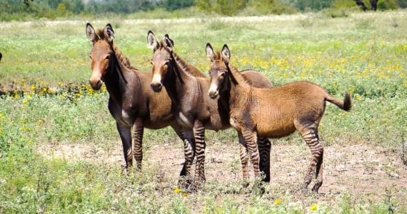 zonkeys also called zdonks