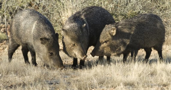 Texas Javelina Hunting