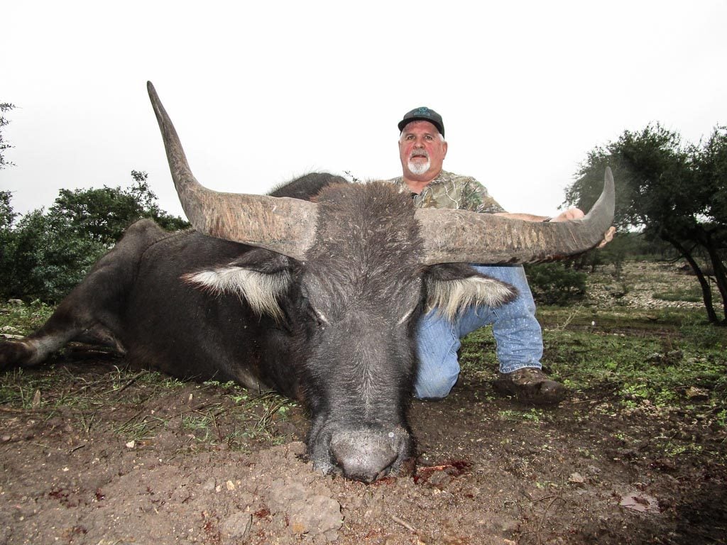 Bungalow Bliv sammenfiltret tage medicin Water Buffalo Hunting | 60+ Species for hunt in Texas | Ox Ranch