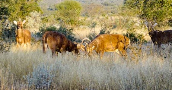 barasignha exotic hunting