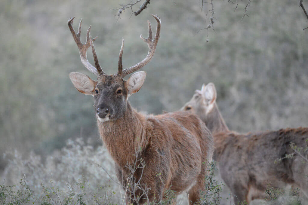 Barasingha deer deals