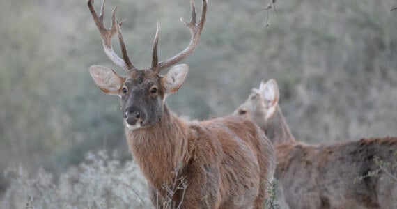 Barasingha Hunting