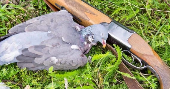 dove hunting in texas