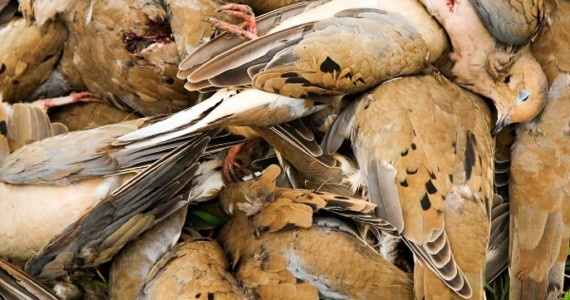 dove hunts in texas