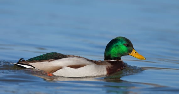 Duck hunts in Texas