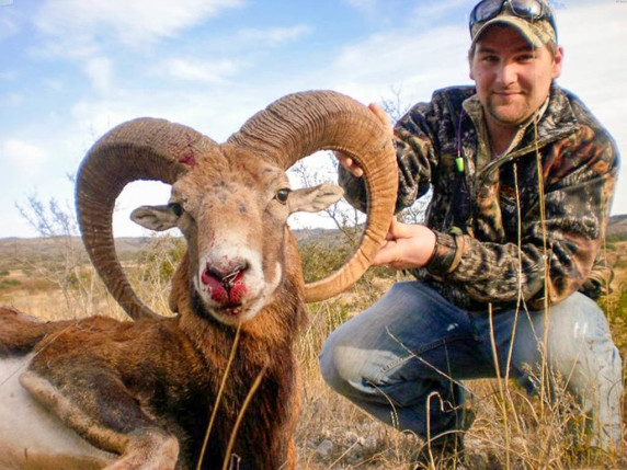 exotic red sheep hunting