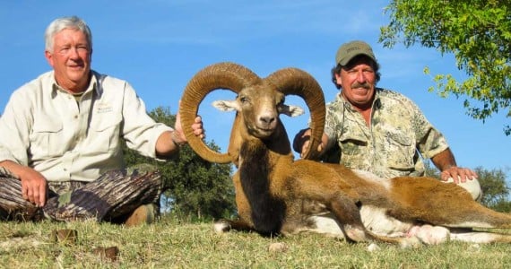 giant red sheep hunting