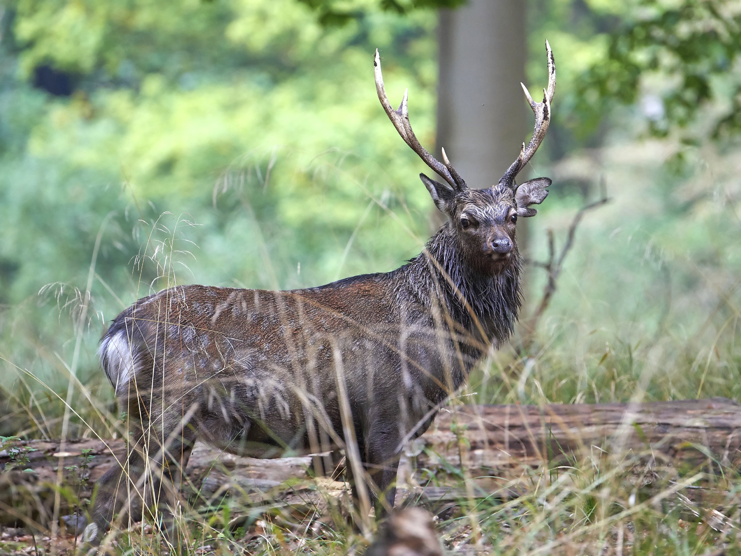 manchurian-sika-deer-hunting - OX Ranch
