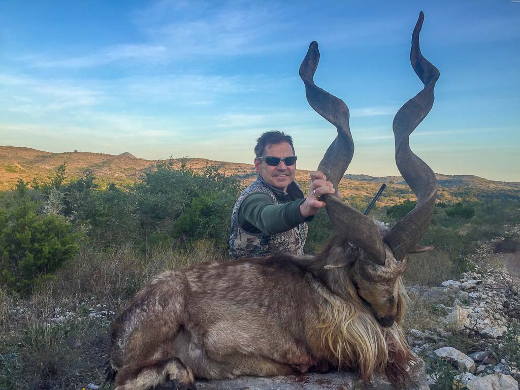 Image result for markhor hunting in texas