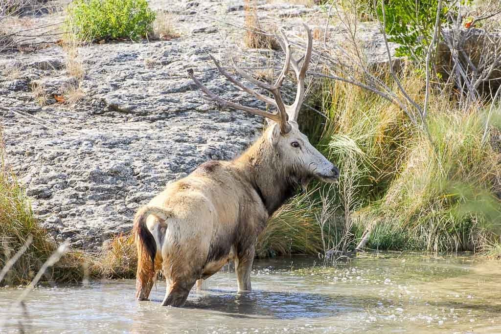 Pere David's Deer Hunting | 60+ Species | 18,000 Acres | Ox Ranch -Texas