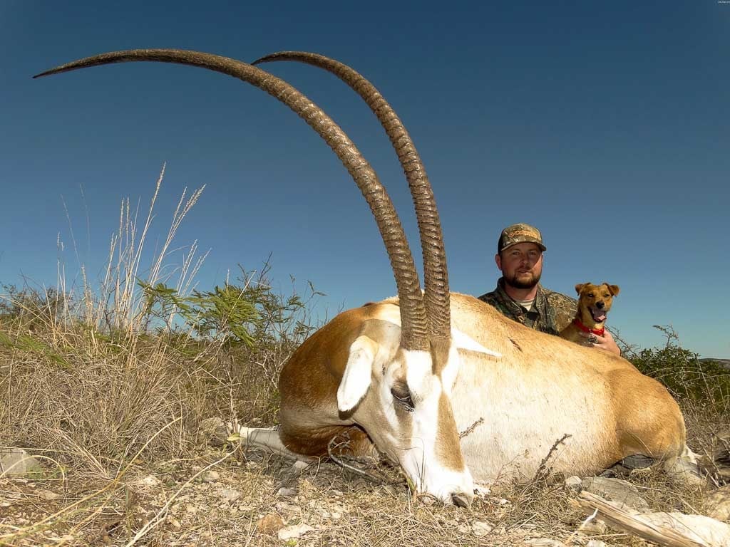 Scimitar Horned Oryx Hunting.