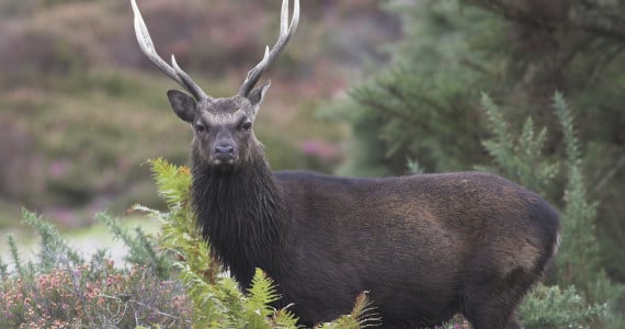 sika deer hunting