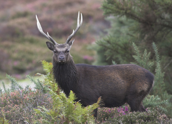 sika deer hunting