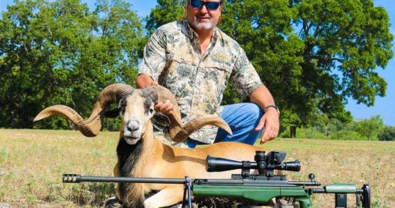 texas corsican sheep hunts