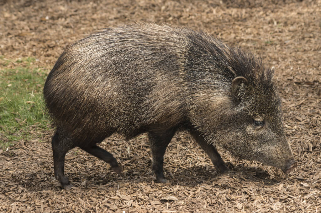 Javelina Hunting.