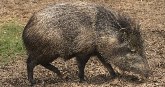 Texas native Javelina Hunting