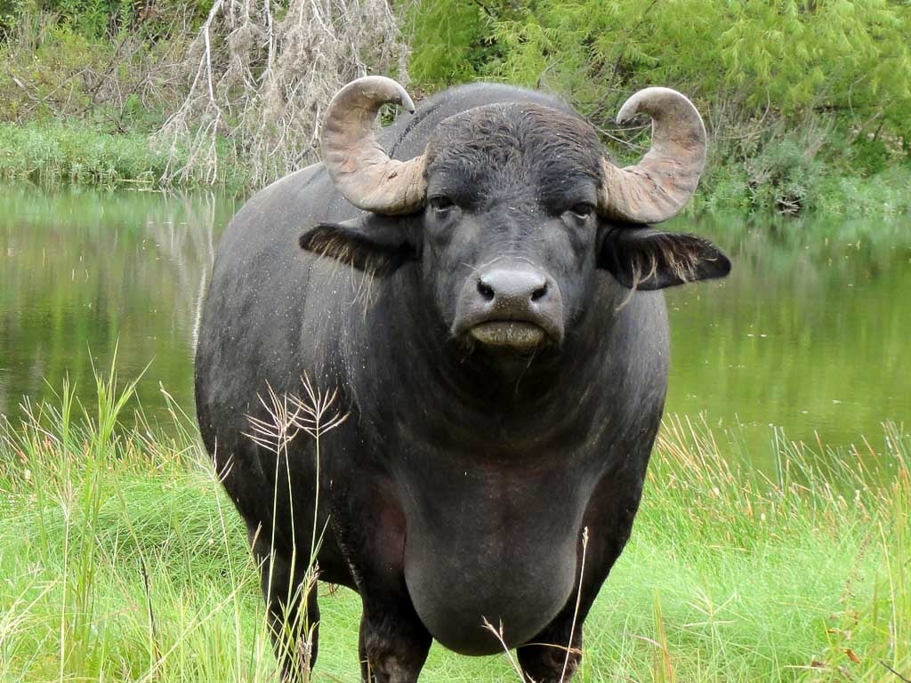 water buffalo hunting 60+ species for hunt in texas ox