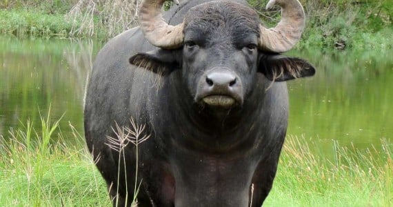 Texas Water Buffalo hunts
