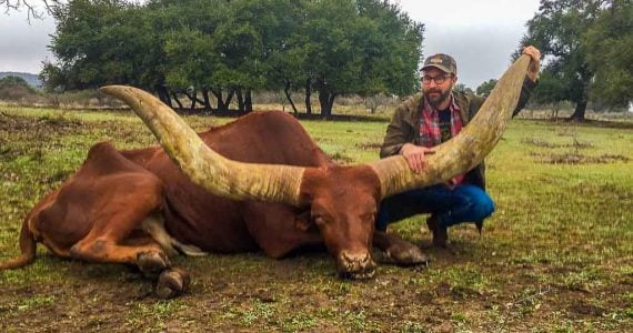 texas Watusi king cattle hunting