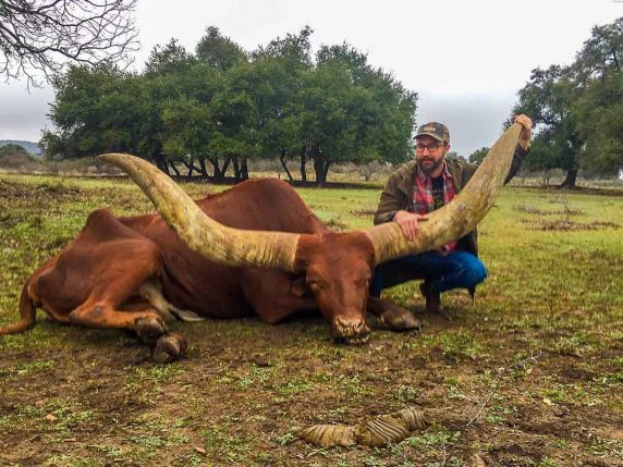 texas Watusi king cattle hunting