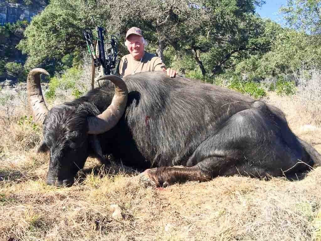Billedhugger Sanders Fugtig Water Buffalo Hunting | 60+ Species for hunt in Texas | Ox Ranch