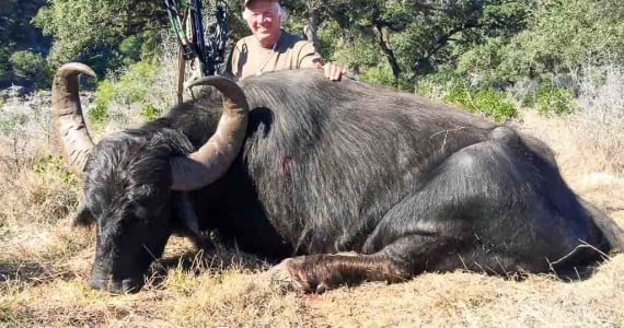 Texas water buffalo hunting