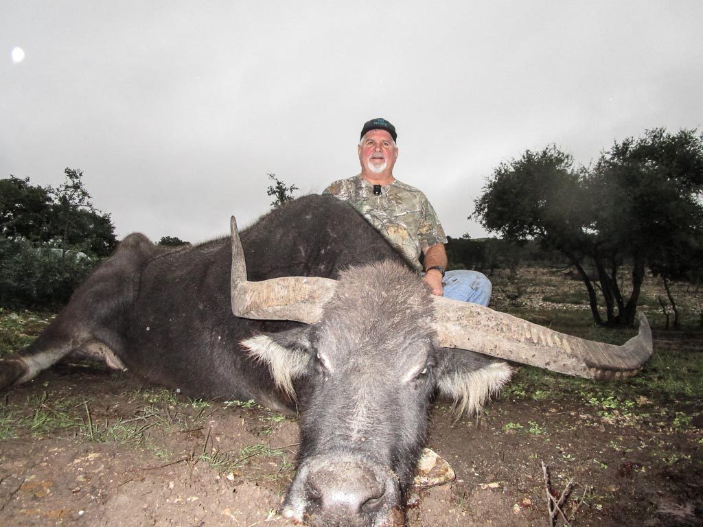 Bungalow Bliv sammenfiltret tage medicin Water Buffalo Hunting | 60+ Species for hunt in Texas | Ox Ranch