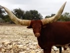 watusi cattle hunting