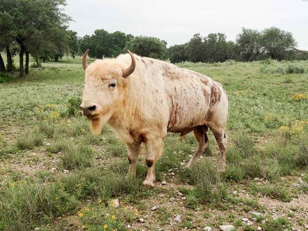 erindringer luge Knop White Buffalo Hunting | 60+ Species Available | Ox Ranch | Texas