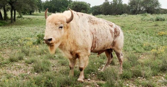 white buffalo hunts