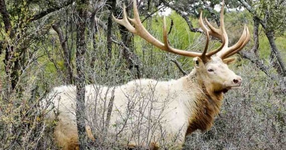 white elk hunting